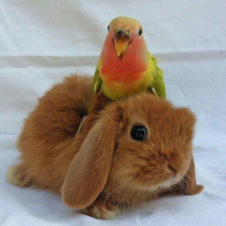 Before you argue, google ๐๐
Only two animals can see behind them without turning their heads. Th...