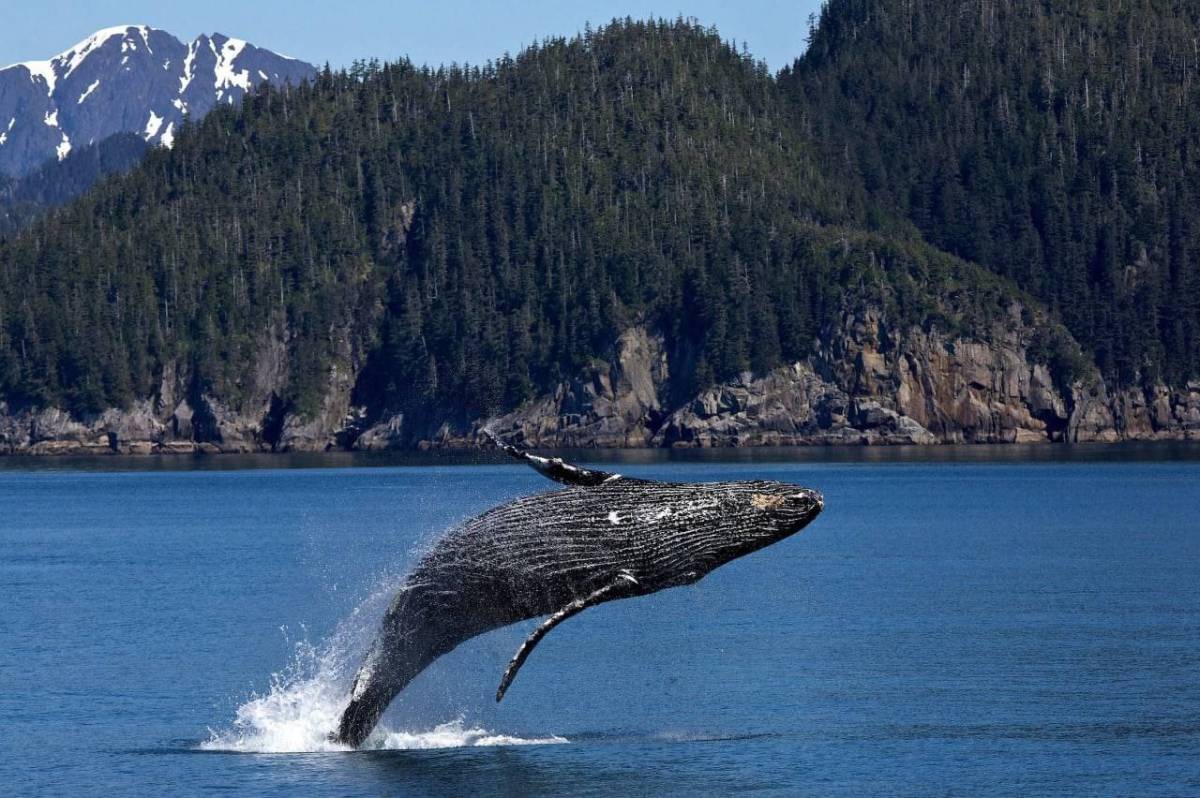 The whale's heart only beats nine times a minute.