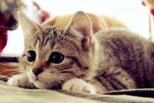 Looking at pictures and videos of cats on the Internet reduces annoyance, sadness and guilt more tha...