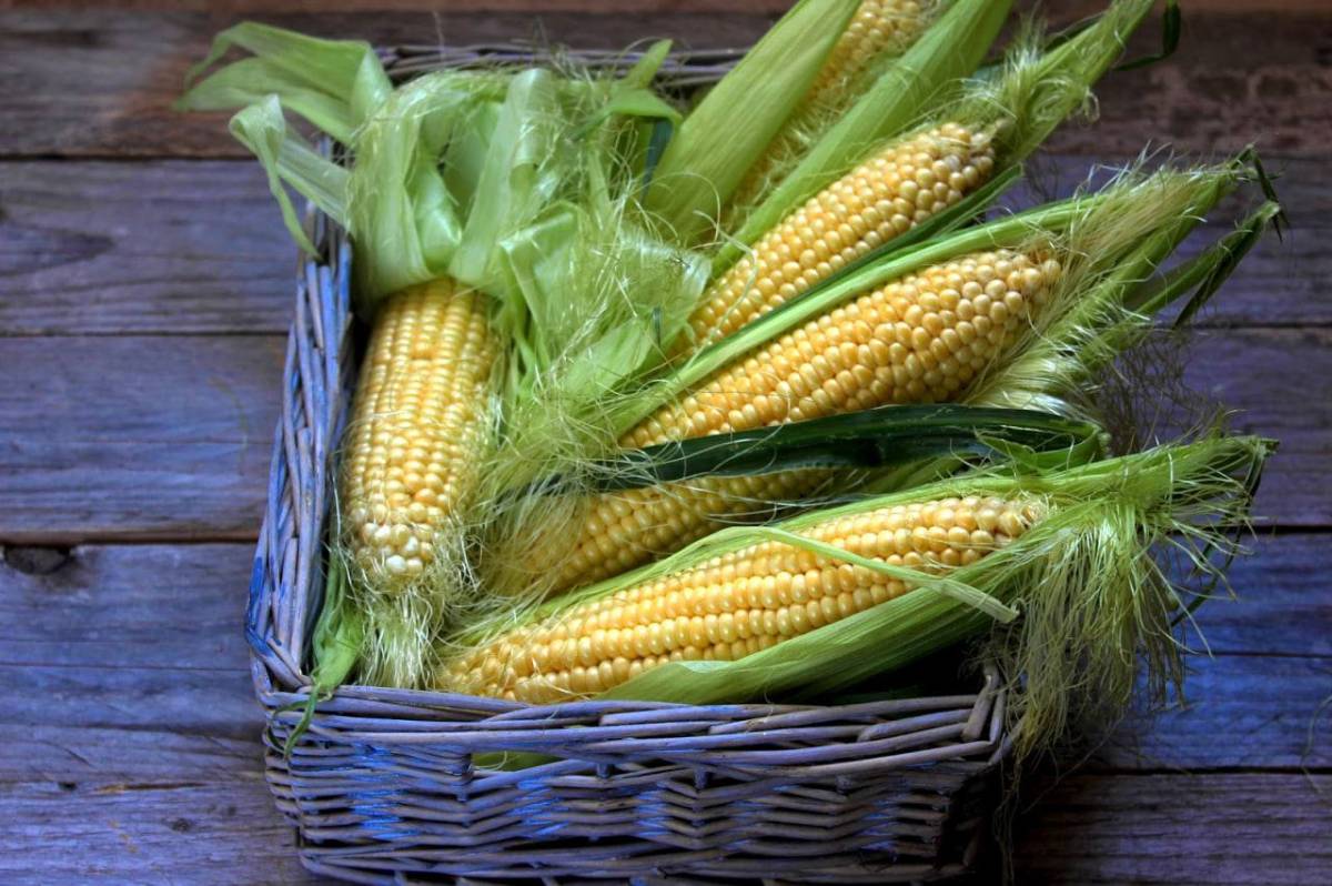 Corn is grown on every continent except Antarctica.
#mrfoolish