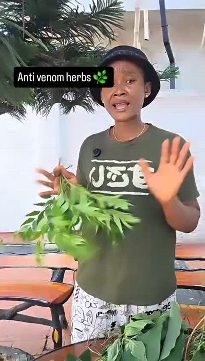Nobody should die of snakebite again in Nigeria. Below are simple but effective remedies