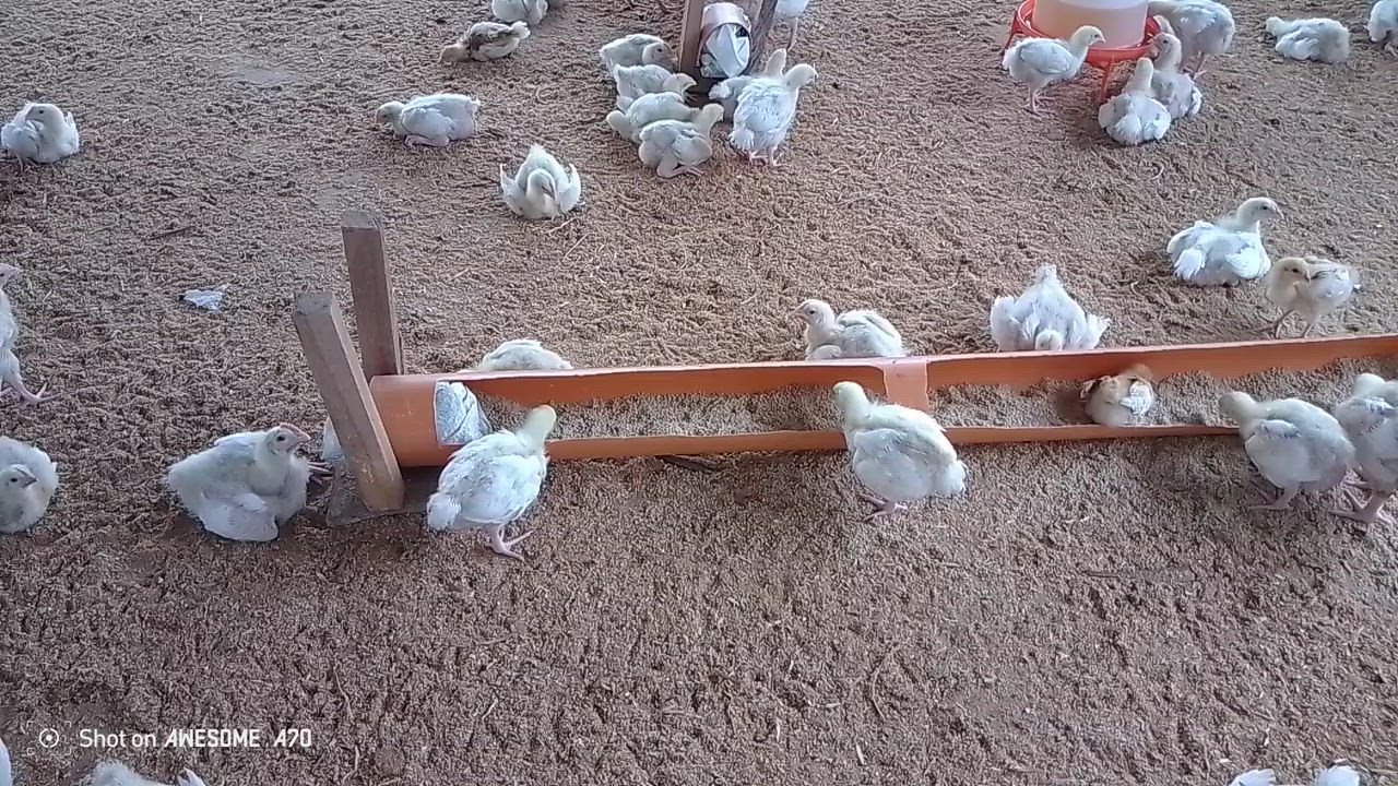 For your agricultural consultant and training