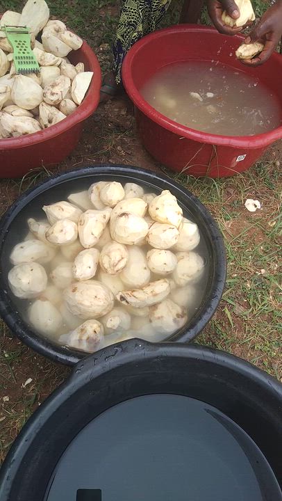 Behind the scenes of our sweet potato flour processing