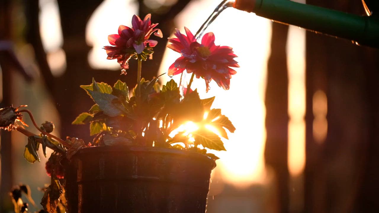 Beautiful flowers, aren't they?