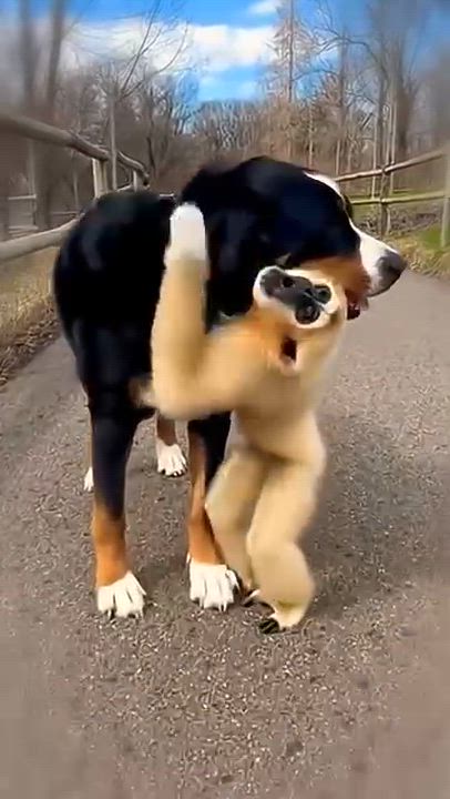 🐕🐶🐕🐶🐶 
#LekeeLekee