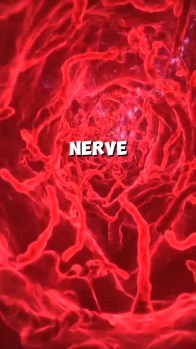 Neil deGrasse Tyson narrated how the genitofemoral nerve links the testicles directly to the brain's...