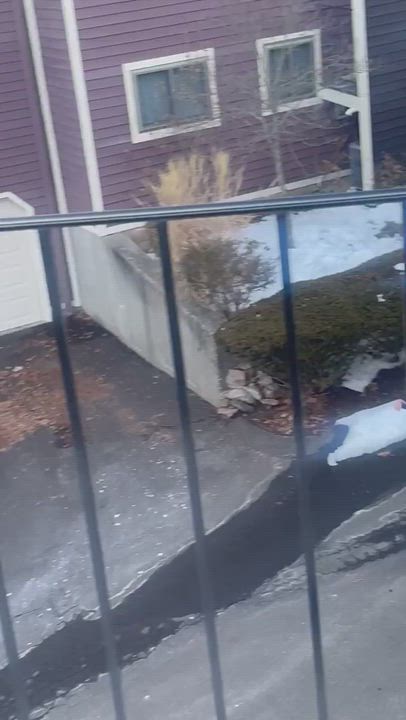 UPS DRIVER HILARIOUSLY CHASED BY WILD TURKEY
