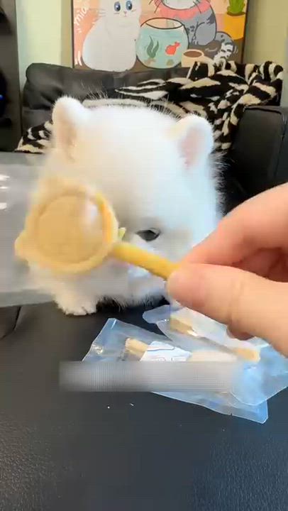 Cute puppies.... 

#LekeeLekeeFamily #Trending #NaijaPride #Viral