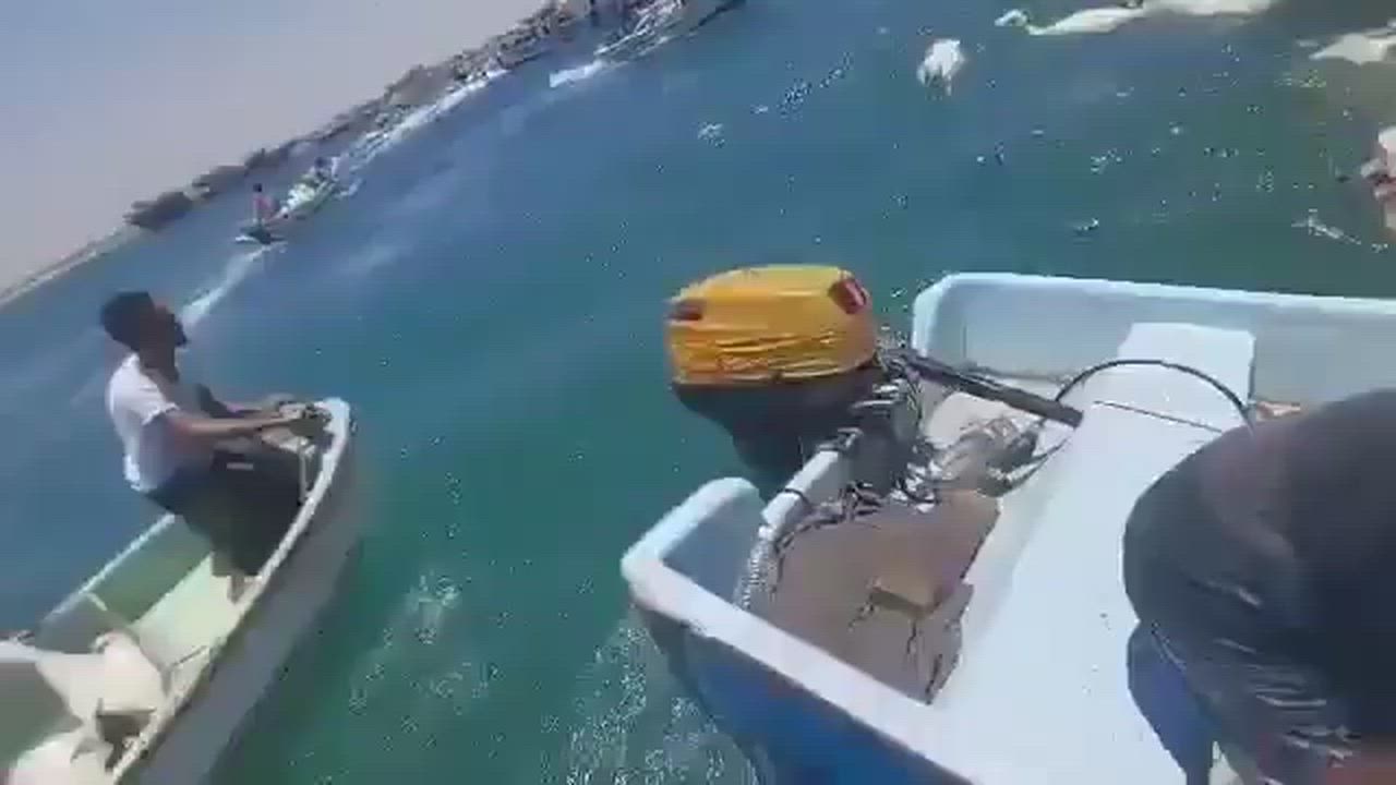 Viral Video Of Fishermen rush to collect the spoils from a capsized ship carrying a million sheep