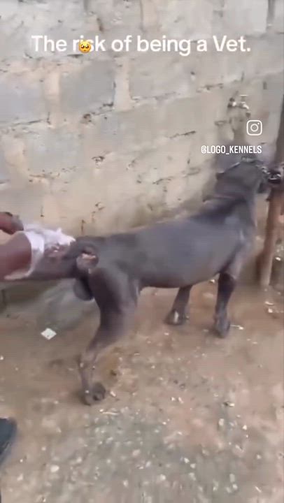 Whala 😂😂😂 #LekeeLekee #Trending #NaijaPride