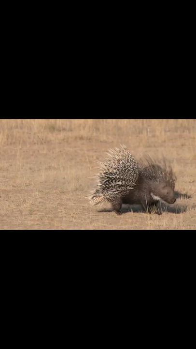 Cheetah Vs pocurpine, a kill for survivor. #trendimgnow #viral #fyp #new #foryou.