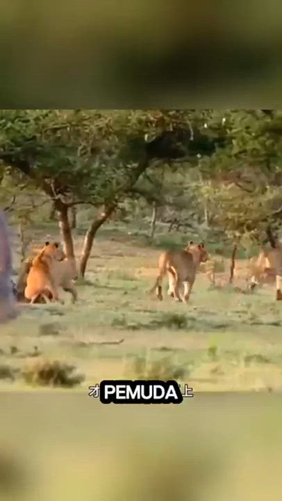 The Maasai people of Kenya and Tanzania are the most well-known "lion hunting" tribe, where young wa...