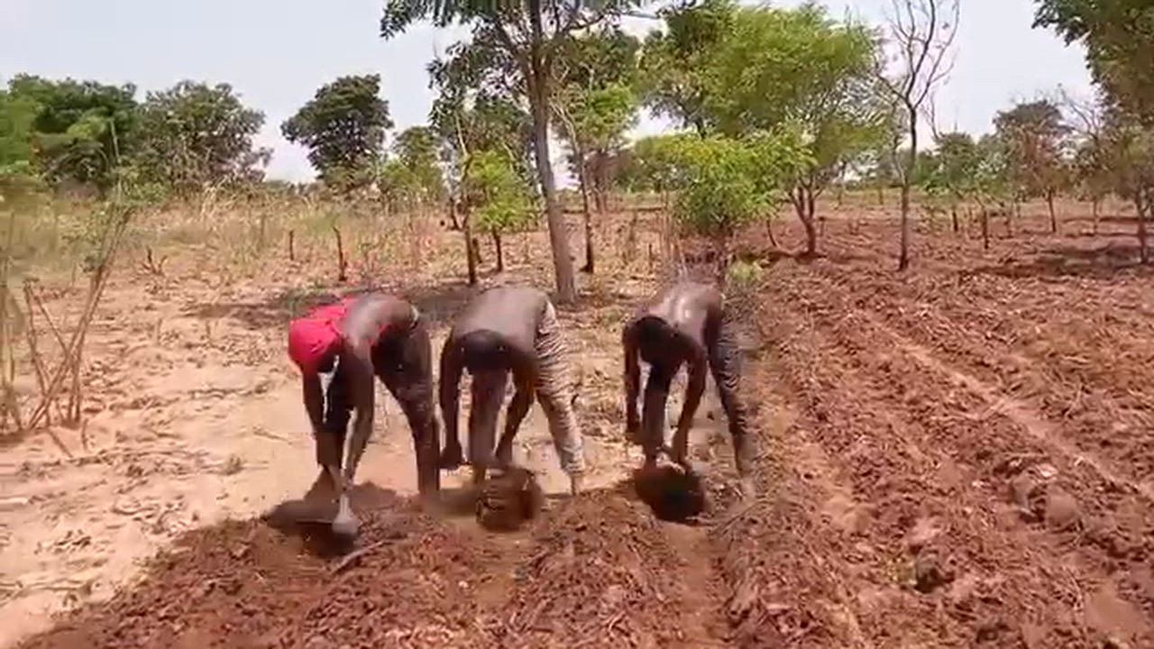 This is how we do it. We are told that the lazy man does not deserve to chop, but . . .