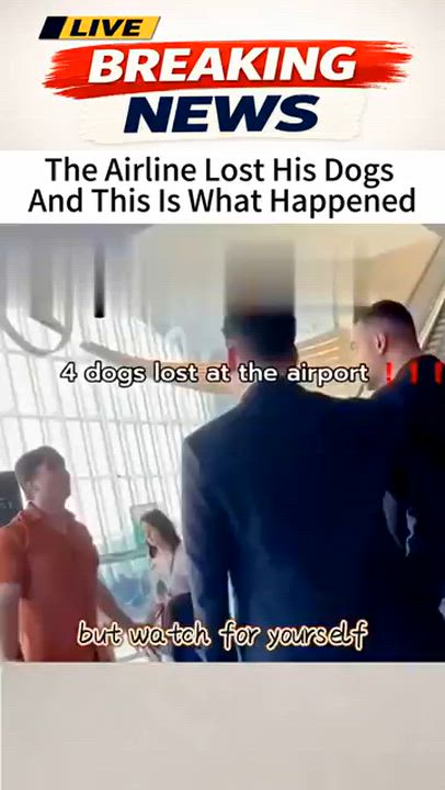 The Airline Lost His Dogs And This Is What Happened

#news #breakingnews #foryou #fyp #shorts #fox...