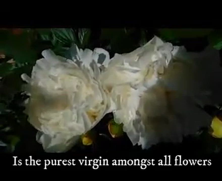 Check out poem of the white chrysanthemum