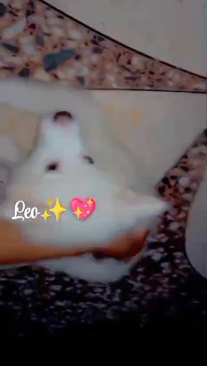 I miss my dog 🐕 Rip #Leo