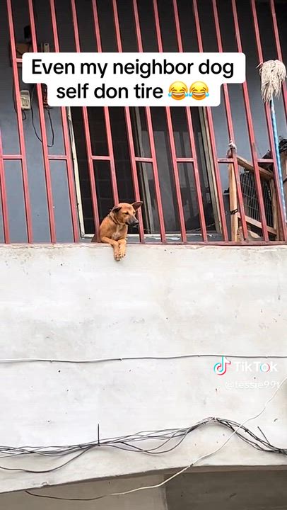 Even dog Dey go through allot 😂