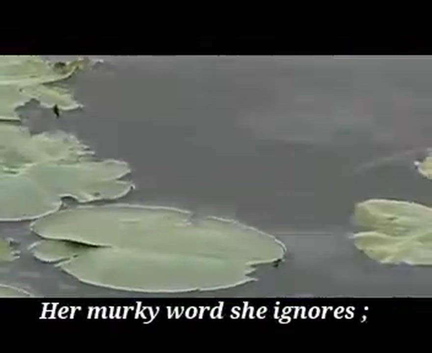 Check out the inspirational story of the Triumph of the Water Lily