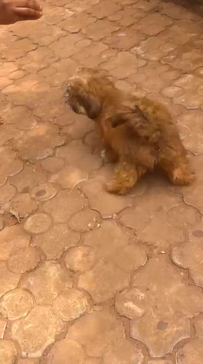 “This is the kind of joy every home needs 😂🐾” #logopets