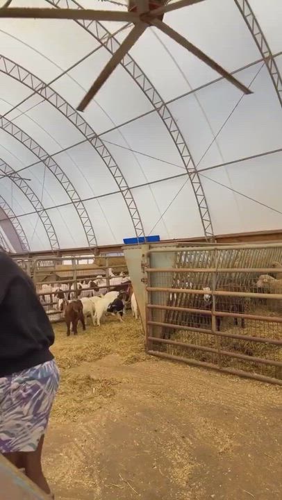 Former Yoruba Movies Actor Yomi Gold has sparked conversations as new video shows him tending goats...