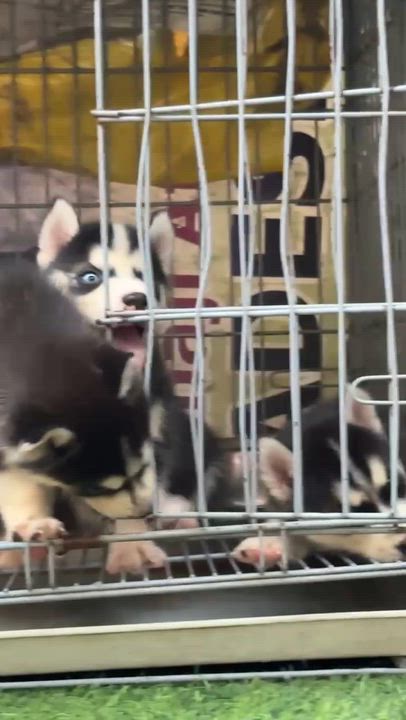 Top quality Siberian husky puppies are available for new home…….Dm if you’re interested, serious buy...