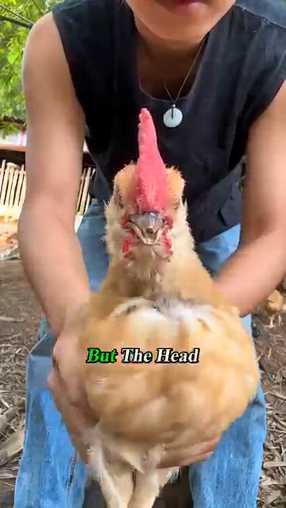 Why the chicken is more Stable than a camera Gimble

#foruyou #fyp #chicken #science #engineering...