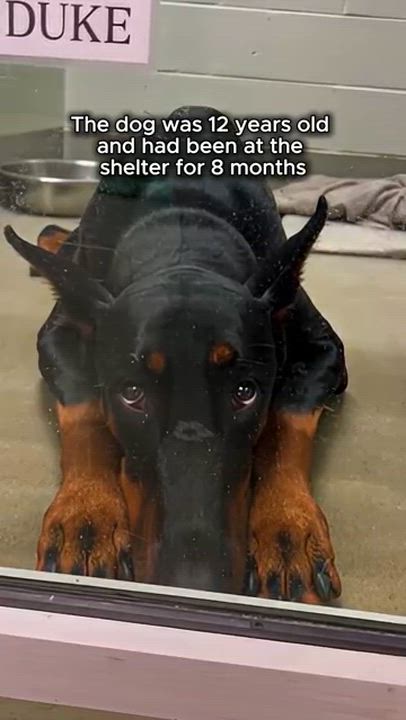Animals sometimes wondered why humans are sometimes dumbed .,..She Adopted A Senior Dog And He Saved...