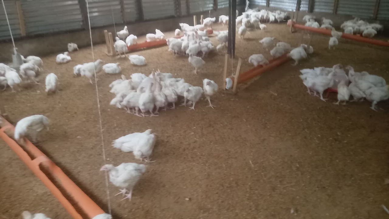 Follow my page for Poultry farm step by step guide
