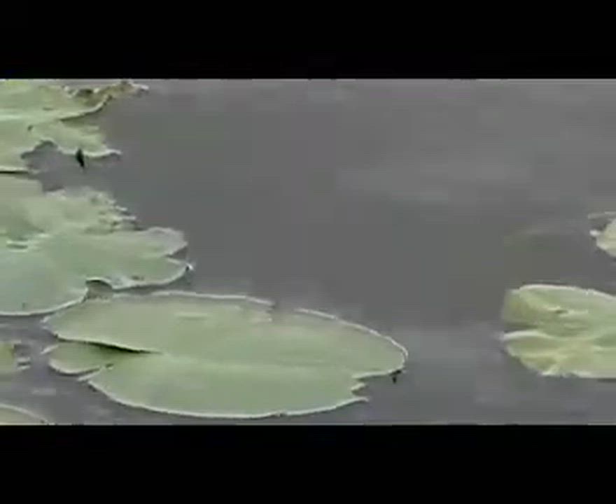Triumph of the Water Lily Spanish