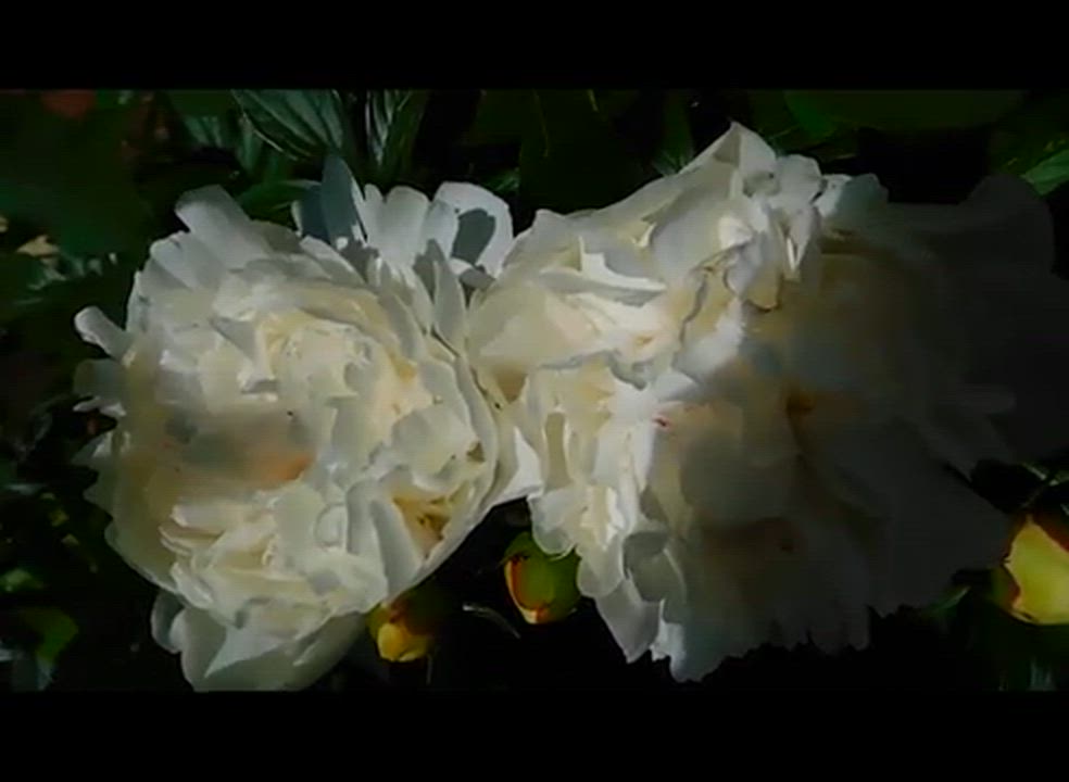 Chrysanthemum poem
