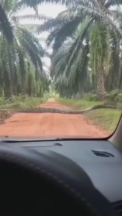 Video of Giant python seen crossing the road at Okomu Palm Plantation, in Edo State