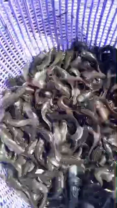 Premium Juvenile Fish Available!
Healthy, fast-growing stock perfect for your aquaculture needs.
We...
