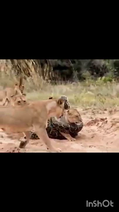 When Africa still dey fight each other like area boys for bus stop,
While the real Enemy dey laugh...