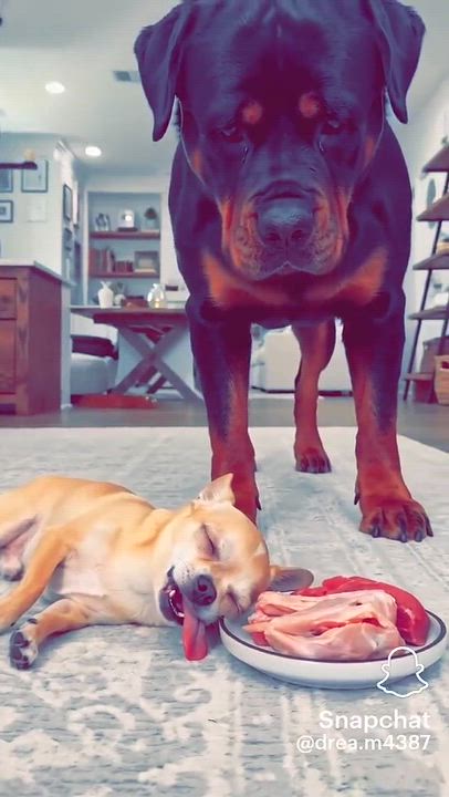 Smart dog