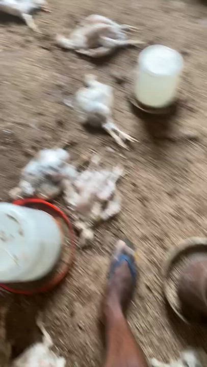 IGNORANCE IN POULTRY 
This is what happens when you think you know it all and disregard proper guida...