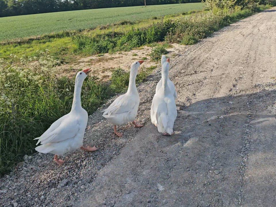 Gone to Mums to walk her dogs for her. She is the proud owner of these. No words do I have for them....