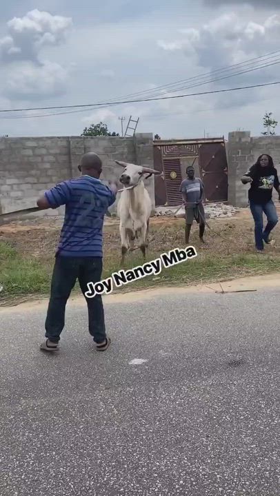 Husband reacts in anger 😡 after his wife bought a cow  🐄 for her pastor but has never bought a cow...