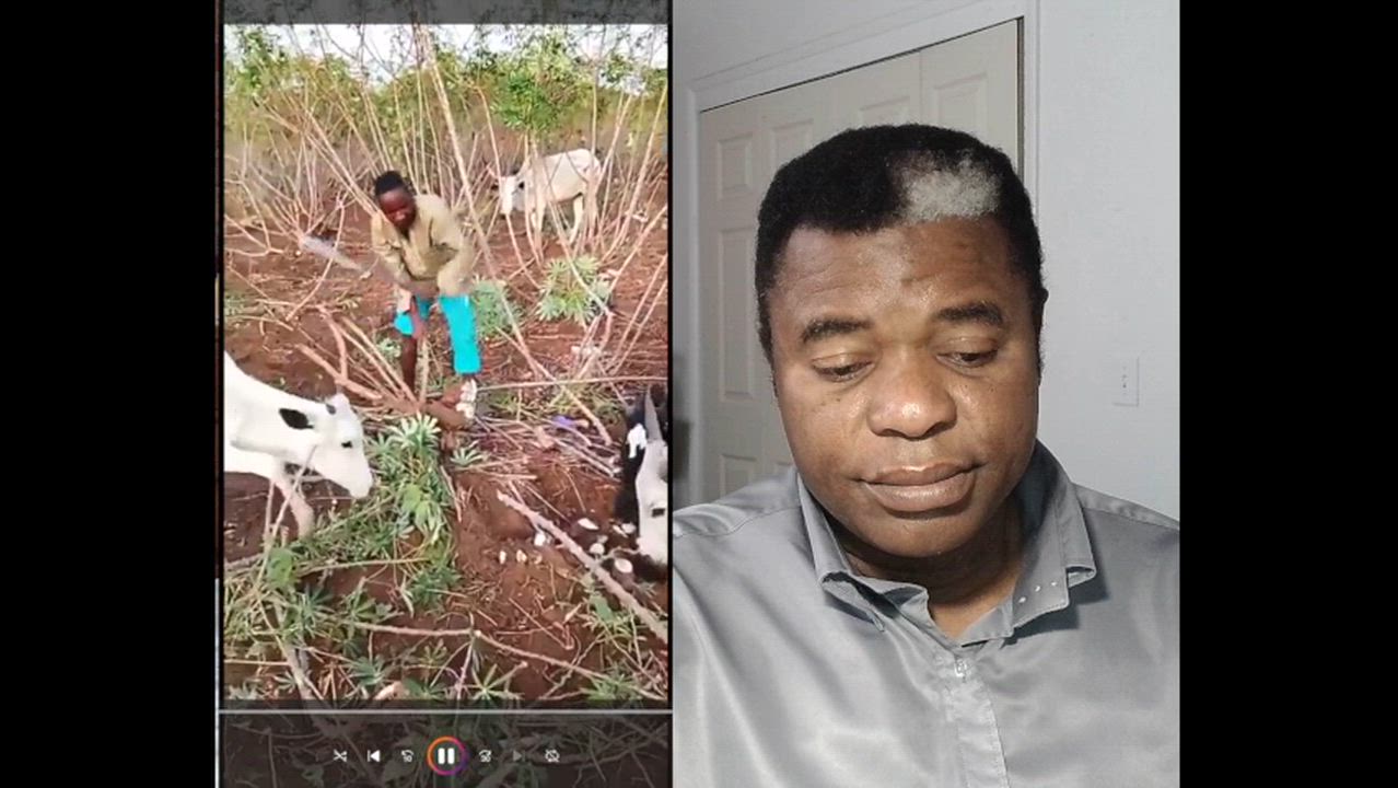 Trending video shows Fulani herdsmen feeding their cows with someone’s farm crops.