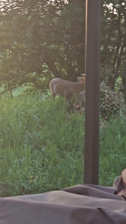 Look what came and joined me this evening. Interestingly Muntjac are not native to the UK but come f...