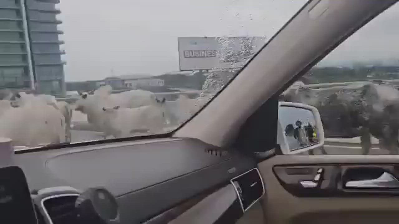 "Don’t try to video my cows next time. Even though you are recording me, you can’t do anything to me...