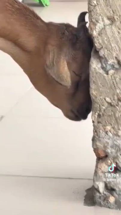 All living creatures are currently feeling the heat and struggle at the moment 💔🤣