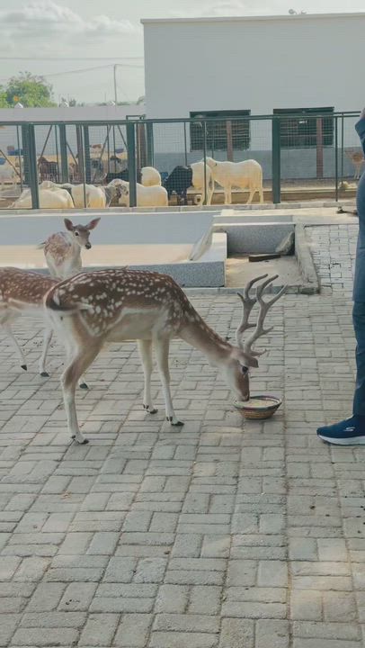 Look at the type of animals the Governor of Niger State is rearing 😲