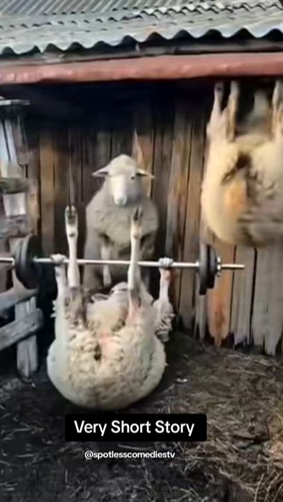 My Ram did this to me 🤣 #funny #fyp #foryouu #foryoupage❤️❤️