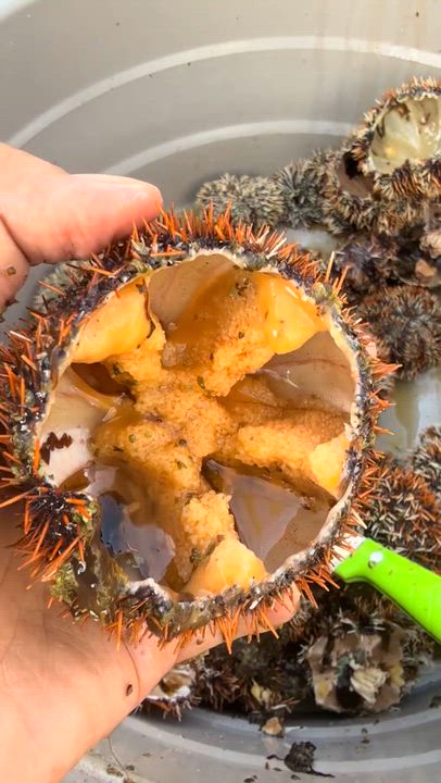 Look what we caught early this morning! 
Sea urchins 🤤 Who's already eaten this? 😅
#LekeeLekee #As...