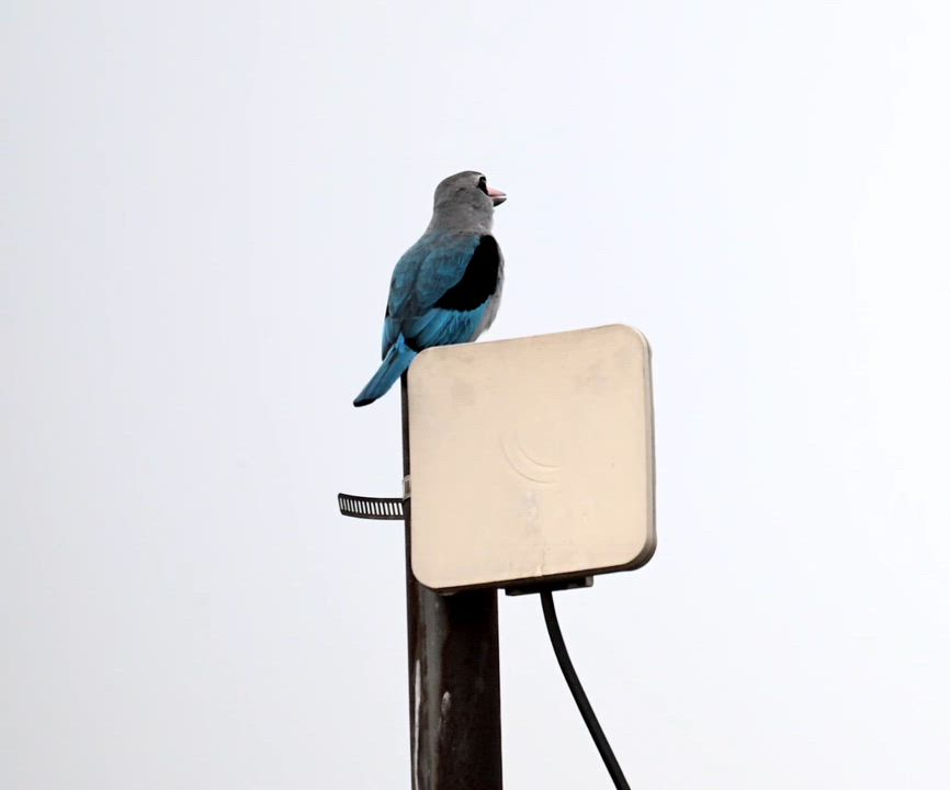 Birds of Lagos (Woodland Kingfisher - Halcyon senegalensis).
#BirdsOfLagos