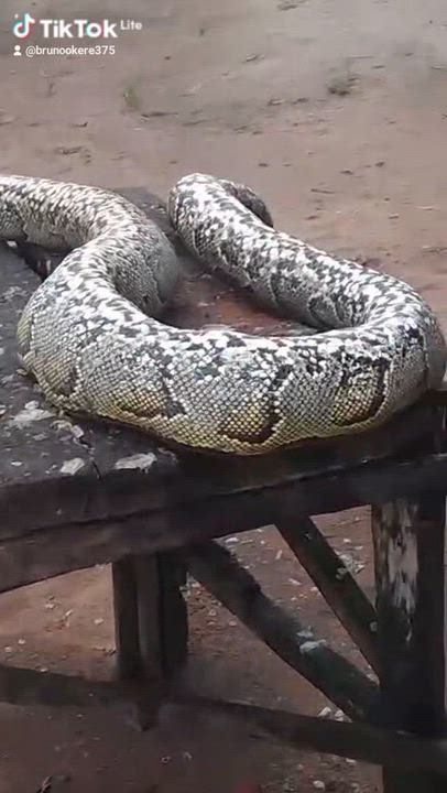 Snake lovers garder here