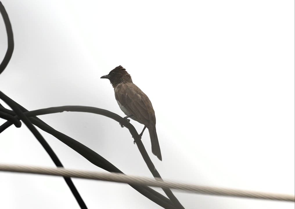Birds of Lagos (Common Bulbul - Pycnonotus barbatus).
#BirdsOfLagos