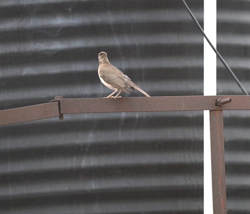 Birds of Lagos (African Thrush - Turdus pelios).
#BirdsOfLagos
