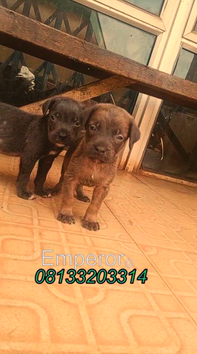 Buy your dogs