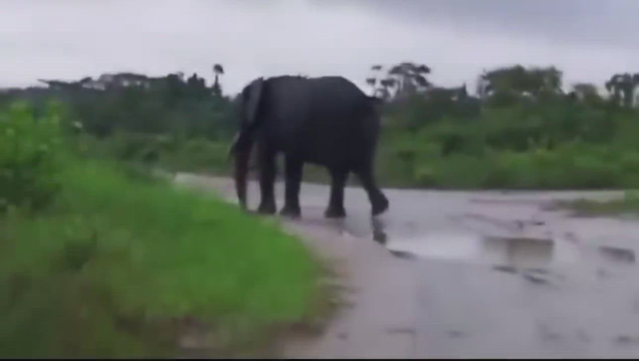 A Rain Forest Elephant 🐘 has spotted near a residential areas in Andoni Local Government Area of Ri...